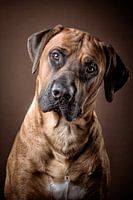Rhodesian Ridgeback