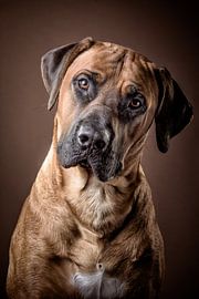 Rhodesian Ridgeback by Bob Van Hoyweghen