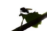 Fliegen auf Blatt von Jos Verhoeven Miniaturansicht