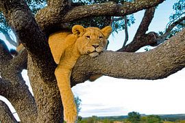 Lazy Lioness by Truckpowerr