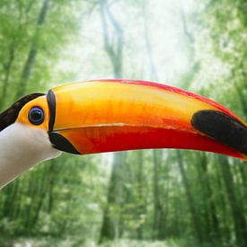 Gros plan d'un toucan sur Henny Hagenaars