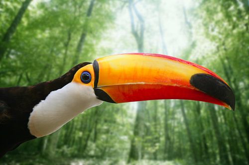 Gros plan d'un toucan