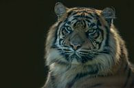 Siberische Tijger, Amoer Tijger. Een portret van Gert Hilbink thumbnail