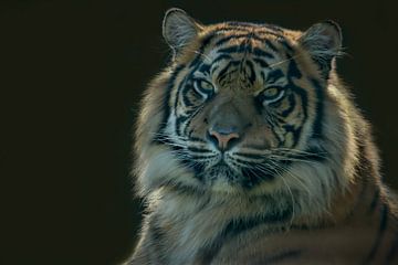 Sibirischer Tiger, Amur Tiger. Ein Porträt von Gert Hilbink