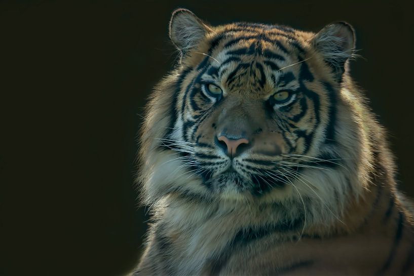 Siberische Tijger, Amoer Tijger. Een portret van Gert Hilbink
