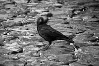 Crow