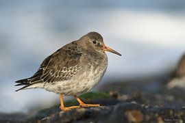 Purpur-Strandläufer von Ruben Evers