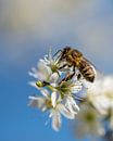 Biene auf Blüte von John van de Gazelle Miniaturansicht