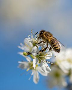 Abeille sur une fleur