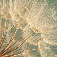 Carré avec peluche d'une étoile du matin (Tragopogon) &quot ; est une photo macro de peluche sur une boule de peluche d'une étoile du matin (Tragopogon).