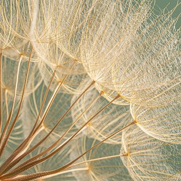 Vierkantje met pluisjes van een Morgenster (Tragopogon) van Marjolijn van den Berg