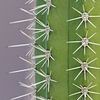 Trendy cactus - original by Dennis en Mariska
