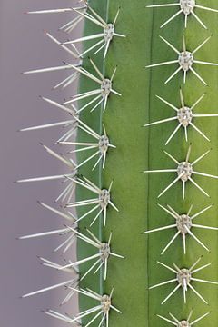 Trendy cactus - origineel