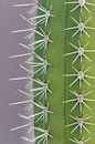 Trendy cactus - original by Dennis en Mariska thumbnail