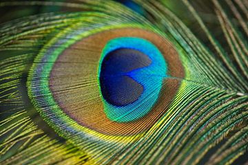 Kleurrijke pauwenveer macro van Iris Holzer Richardson