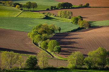 Allee der Bäume in Südlimburg, Niederlande von Adelheid Smitt