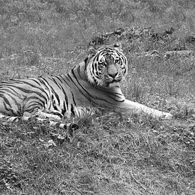Siberian tiger in black and white. by Jose Lok