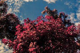 Autumn Trees Photo Canvas – Red Leaves Nature Wall Decoration Netherlands 02 by FotoDennis.com | Werk op de Muur