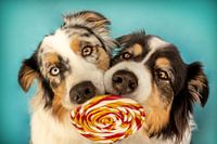 Twee Australische herdershonden met lolly