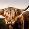 Scottish Highlander / Schottisches Hochlandrind von Voss Fine Art Fotografie