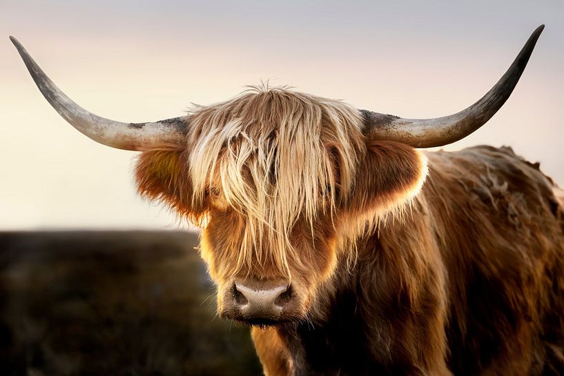 Scottish Highlander / Schottisches Hochlandrind von Voss Fine Art Fotografie