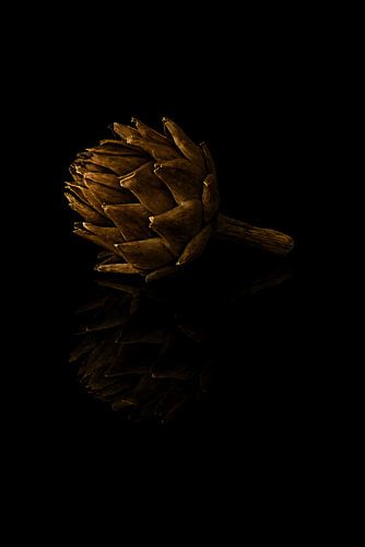 Golden Globe Artichoke