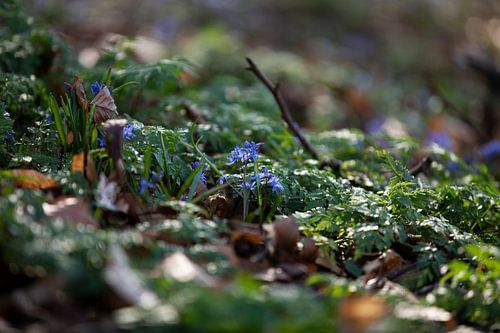Spring Forest