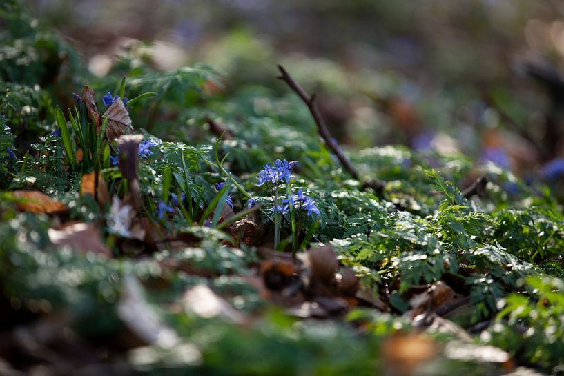 Frühling Wald von Zus en Zo Foto