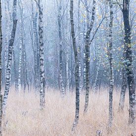 Silver birches by Esmeralda holman