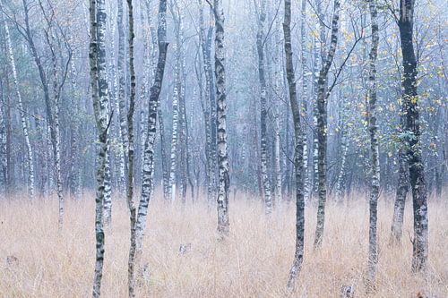 Silver birches by Esmeralda holman