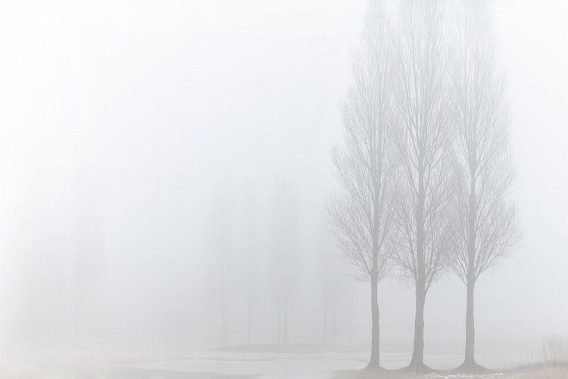 Fog by Marieke Deinum