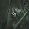 Hübsche Schnecke in stimmungsvollem Licht von Martina Weidner