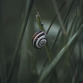 Pretty snail in atmospheric light by Martina Weidner