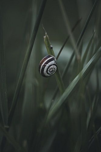 Hübsche Schnecke in stimmungsvollem Licht von Martina Weidner