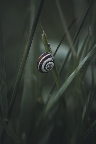 Hübsche Schnecke in stimmungsvollem Licht von Martina Weidner