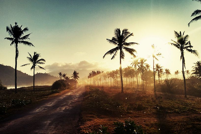 Palms And Sunlight III par Walljar
