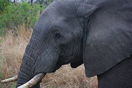 Olifant von Marjolein Martens