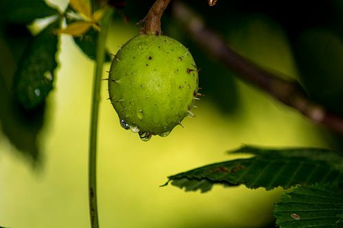 Groene kastanje