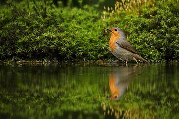 Portret van een Roodborst van Ronald Pol