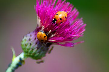 Les coccinelles sur le chardon des champs