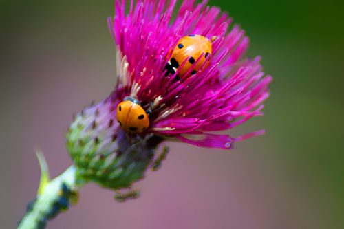 Ladybugs on the thistle
