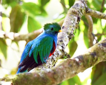 Quetzal (oiseau coloré d'Amérique centrale) sur Rini Kools