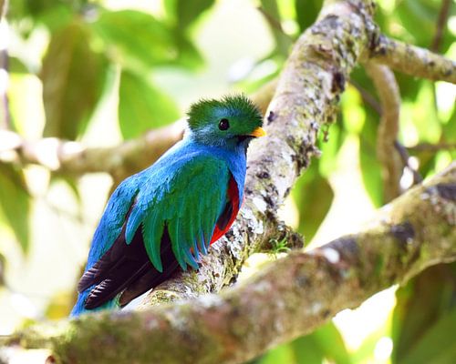 Quetzal (oiseau coloré d'Amérique centrale)