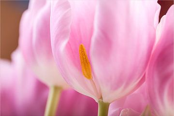 Roze tulpen van Willy Sybesma