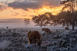 Fire and Ice by Koen Boelrijk Photography