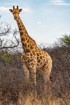 Grote Afrikaanse giraffe in Namibië, Afrika van Patrick Groß