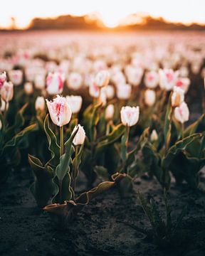 Tulpenveld Smilde, Drenthe, Nederland van Marion Stoffels