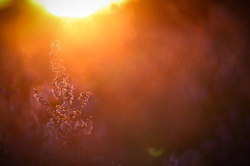 Goldene Heide