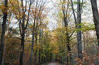 Zandpad in Oirschot tijdens de herfst