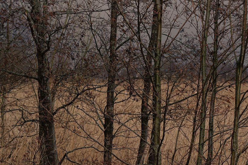 Winter by Mario Creanza